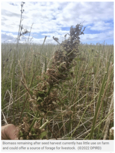 Post seed-harvest hemp biomass